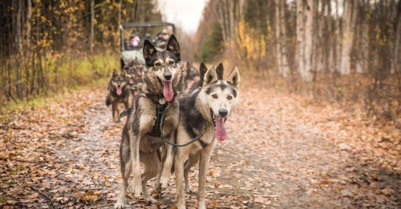 Fairbanks: Dog Mushing through Fall Landscapes on a UTV - What to Expect on the Tour