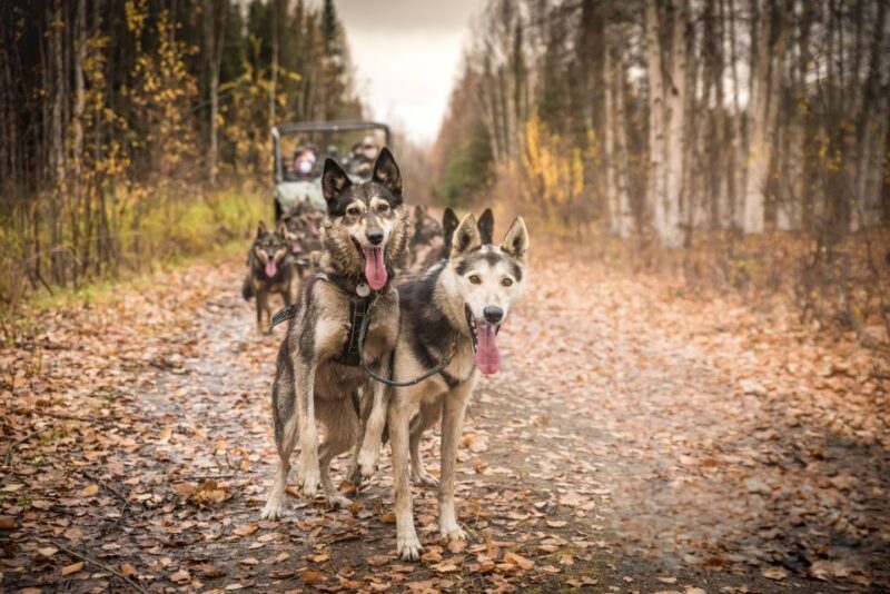 Fairbanks: Dog Mushing through Fall Landscapes on a UTV - Pricing and Value