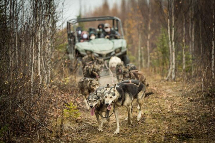 Fairbanks: Fall Cart Adventure Pulled by a Sled Dog - Activity Details and Logistics