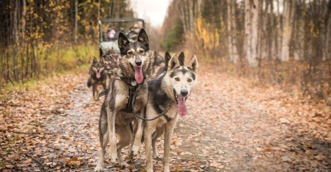 Fairbanks: Fall Cart Adventure Pulled by a Sled Dog - Dressing and Preparation