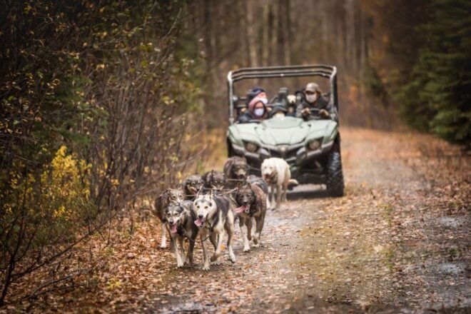 Fairbanks: Fall Cart Adventure Pulled by a Sled Dog - Trail Information