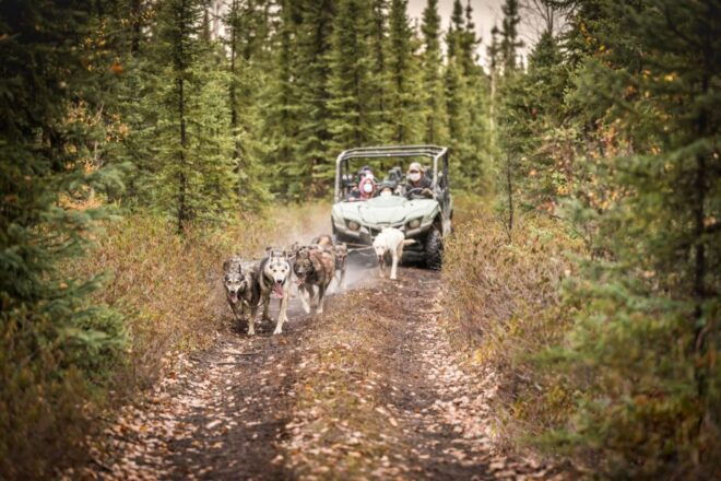 Fairbanks: Fall Cart Adventure Pulled by a Sled Dog - Customer Reviews