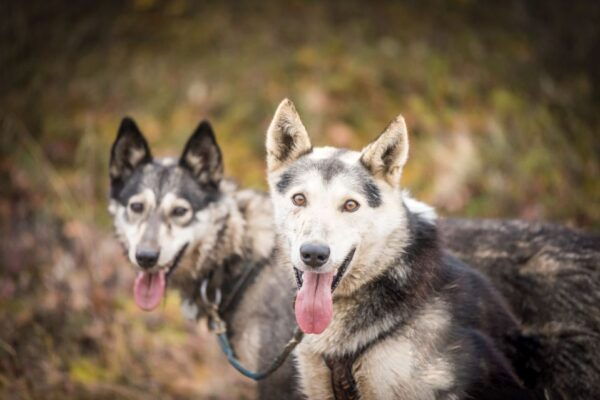Fairbanks: Fall Cart Adventure Pulled by a Sled Dog - Common Questions