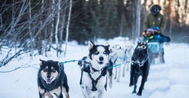 Fairbanks: Interactive Day Mushing Adventure Tour - Full Description
