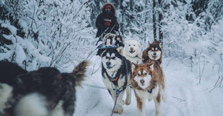 Fairbanks: Malamute Dog Sledding Tour With Transportation - Activity Details