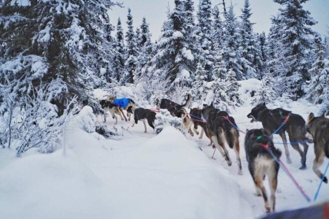 Fairbanks: Malamute Dog Sledding Tour With Transportation - Full Description