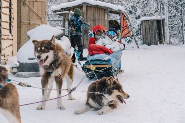 Fairbanks: Malamute Dog Sledding Tour With Transportation - Live Tour Guide and Language Options