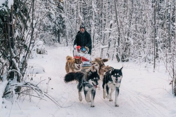Fairbanks: Malamute Dog Sledding Tour With Transportation - Common Questions