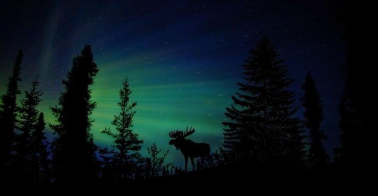 Fairbanks: Northern Lights and Chena Hot Springs Tour - Activity Details