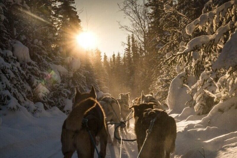 Fairbanks: Private Mush on the Historic Yukon Quest Trail - Authentic Reviews: What Others Say