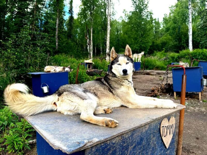 Fairbanks: Siberian Husky Kennel Tour - Good To Know