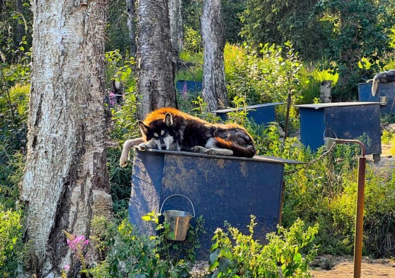 Fairbanks: Siberian Husky Kennel Tour - The Experience: A Closer Look