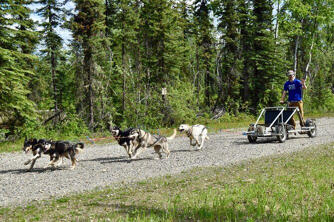 Fairbanks Sled Dog Adventure with Campfire & S'mores - An In-Depth Look at the Fairbanks Sled Dog Adventure