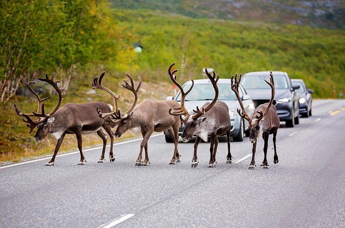 Fairbanks to Denali  Scenic Private Shuttle Transfer - Final Verdict  