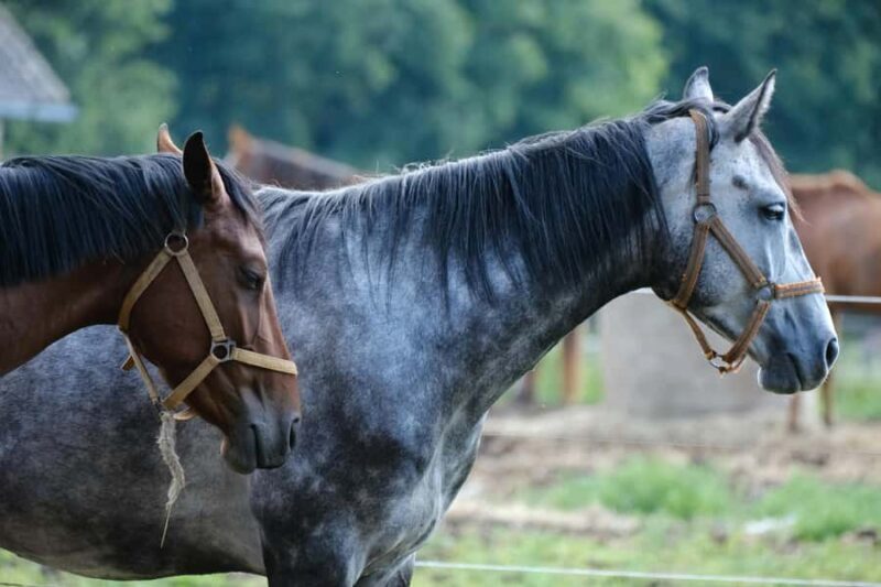 Fairlie,New Zealand: Full Day Private Backcountry Horse Trek - FAQ