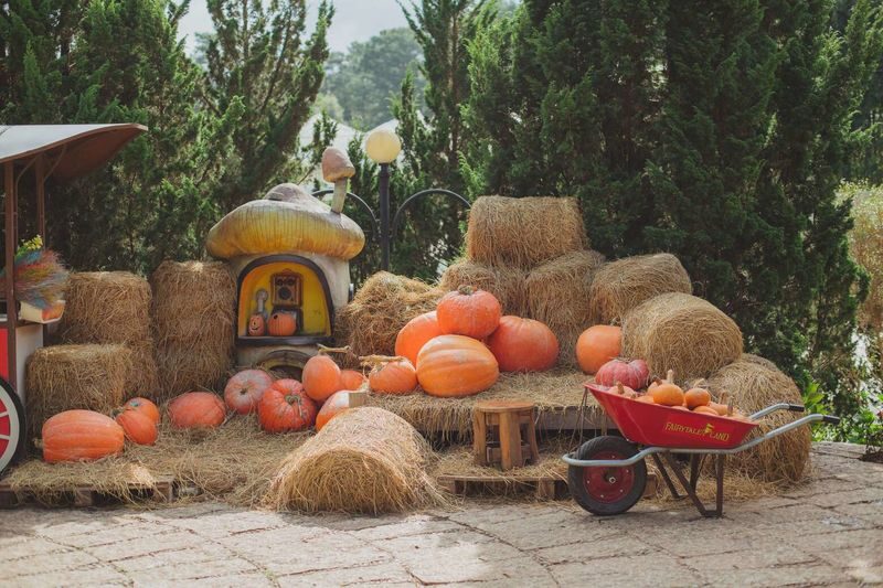Fairytale Land and Vinh Tien Wine Cellar Ticket in Da Lat - Start with the gardens and photo spots