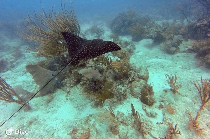 Fajardo Afternoon Snorkeling Boat Tour - Issues and Resolutions