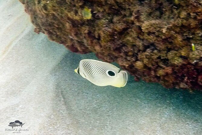 Fajardo, Puerto Rico: Morning Snorkeling Beach Tour - FAQ