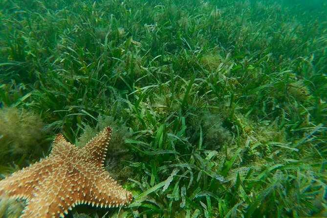Fajardo, Puerto Rico: Snorkel and Kayak Eco-Adventure - What To Expect