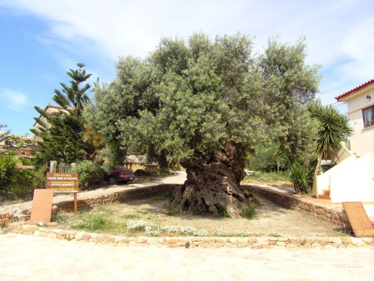 Falassarna - Half Day Shore Excursion From Chania - Itinerary Highlights