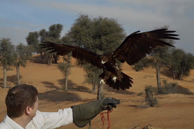 Falcon 1—Private Dubai Falconry Safari - Positive Reviews
