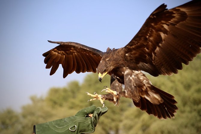 Falcon 1—Private Dubai Falconry Safari - Amazing Experience