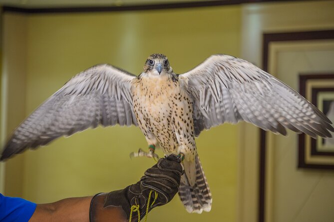 Falcon Hospital Tour Abu Dhabi - Common Questions