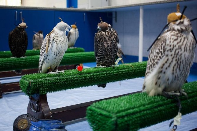 Falcon Hospital Tour - Bird Treatment Statistics