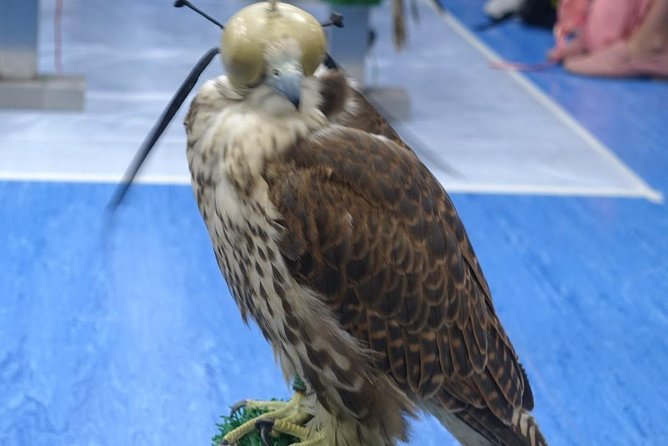 Falcon Hospital Tour With Hotel Pick up & Drop off - Pre-Book a Guided Tour