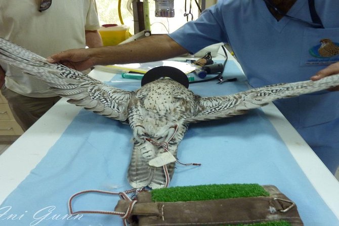 Falcon Hospital Tour With Hotel Pick up & Drop off - Secure Preferred Time Slot and Date