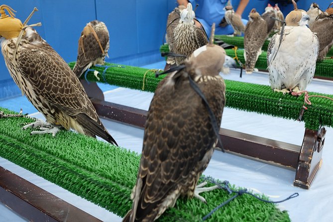 Falcon Hospital Tour With Hotel Pick up & Drop off - The Sum Up