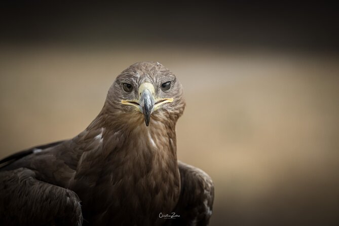 Falconry Experience in Tuscany - Inclusions