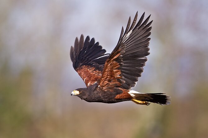 Falconry Experience in Tuscany - Meeting and Transportation
