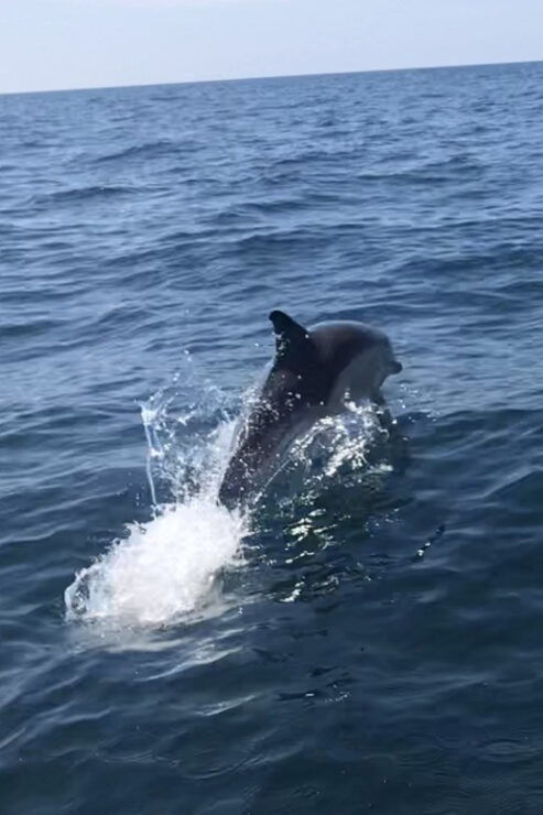Falmouth: 1/2 Day RIB Tour - Itinerary and Experience