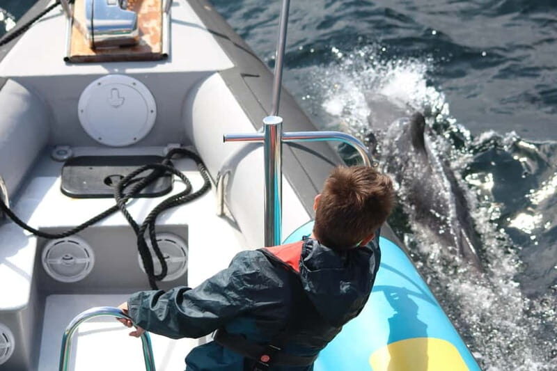 Falmouth: 2 Hour Wildlife Watching RIB Tour - The Itinerary Breakdown