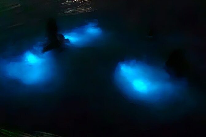 Falmouth Mystic BioLuminous Lagoons Night Tour Boat Ride & Swim - Operator Information
