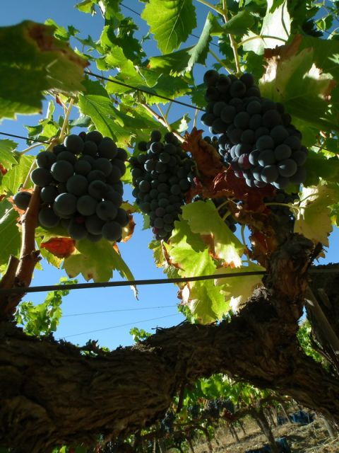 Falset: Guided Wine Tour to the Priorat by a Local - Experience Highlights