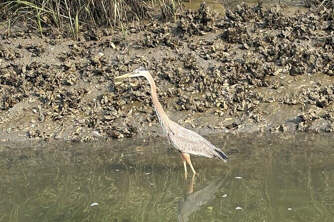 Family Friendly Dolphin Nature Kayak Tours in Hilton Head - The Value of This Tour