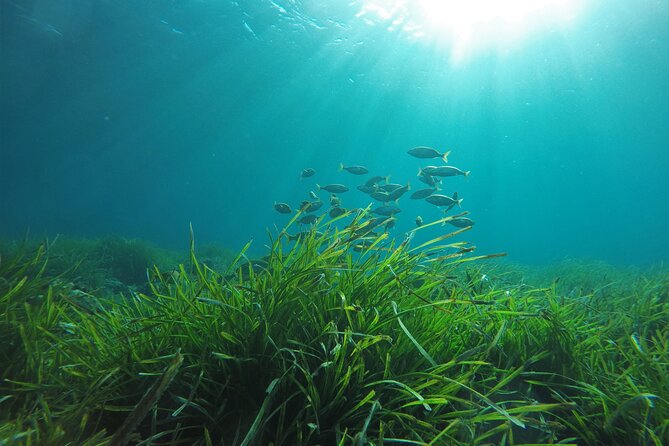 Family Kayak and Snorkel Tour in San Jose Cabo De Gata - Additional Information