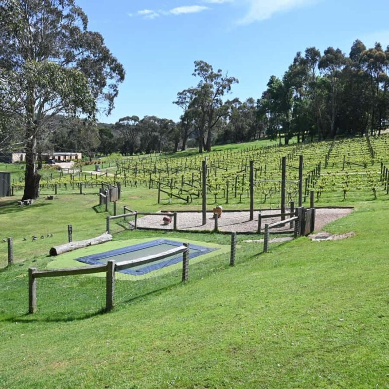 Family Lunch and Arthurs Seat Eagle for 2 Adults and 2 kids - FAQs