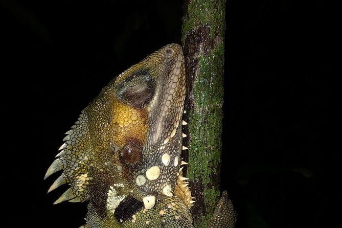 Family Night Walking Tour at Tropical Rainforest in Daintree - Tour Details