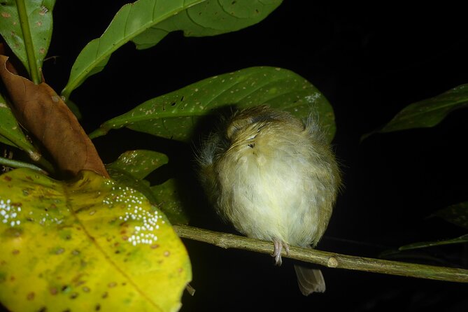 Family Night Walking Tour at Tropical Rainforest in Daintree - Inclusions and Recommendations