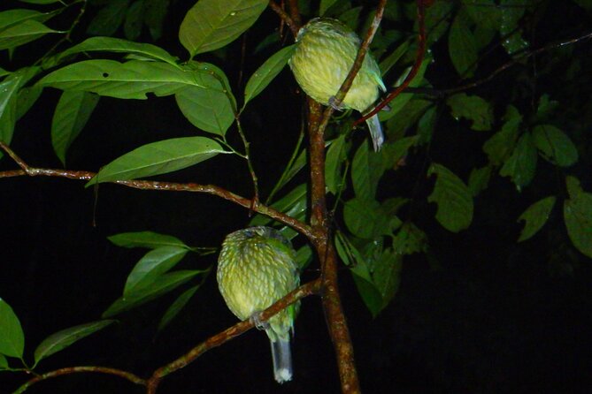 Family Night Walking Tour at Tropical Rainforest in Daintree - Important Reminders