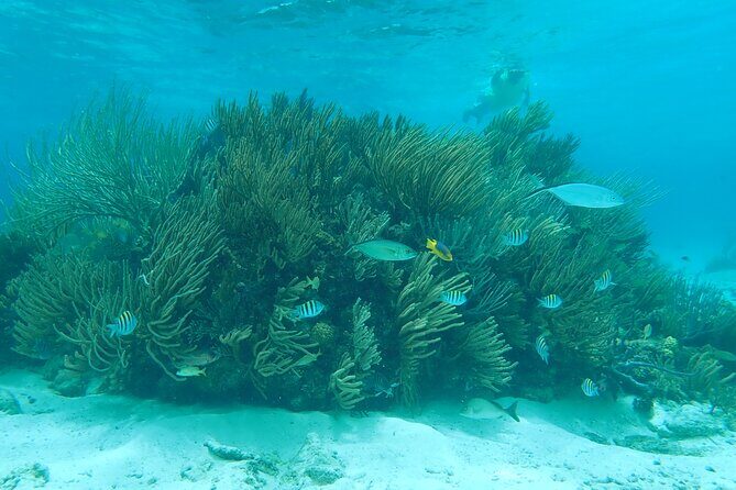 (Family owned) Stingray city sandbar, Starfish Beach & Snorkeling - Good To Know