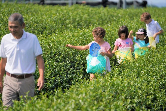 Family Picnic in a Tea Field - The Sum Up
