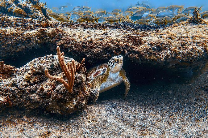 Family Snorkeling Tour - Authentic Experiences and Family-Friendly Focus