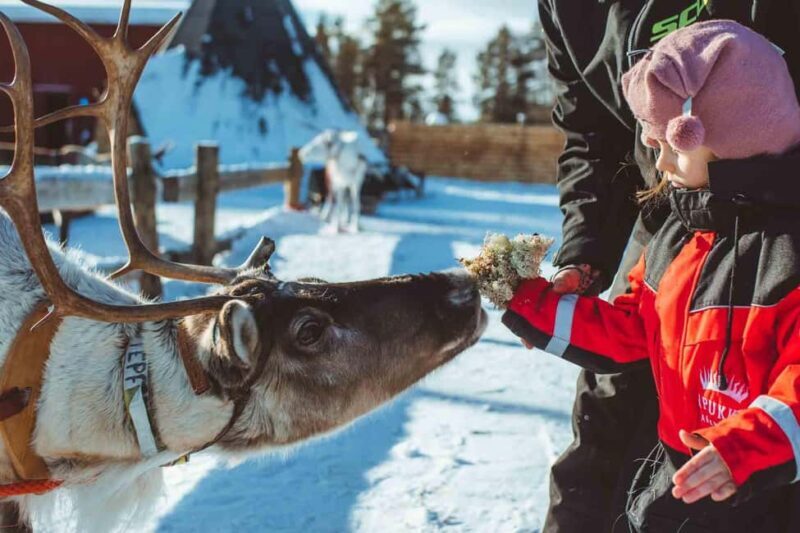 Family Snow Fun with Huskies, Reindeer, Mini Scooters, Lunch - The Value of This Experience