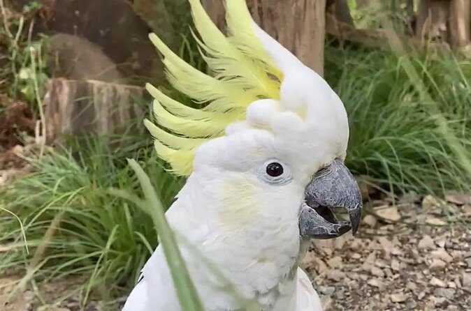 Family trip to staglands wildlife sanctuary - Exploring the Journey to Staglands Wildlife Reserve