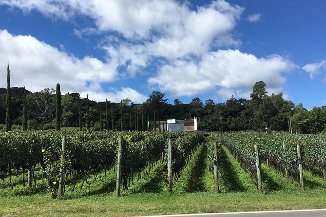 Family Wineries Tour in Bento Gonçalves RS - Tour Details