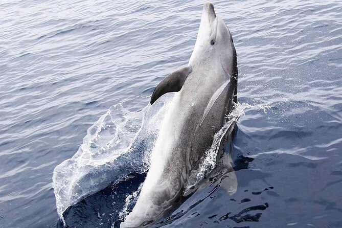 Famous Private Center Console Boat Tours of Panama City Beach - Thrilling Water Activities